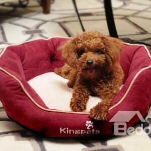 New Arrival Red Color Fashion Design Lovely Pet Beds