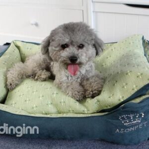 New Arrival Green Cool Deluxe Cute Pet Beds For Summer