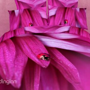 Gorgeous Purple Flower with Ladybug Print 4 Piece Bedding Sets