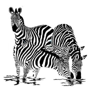High Quality Zebras Drinking Water Printing Shower Curtain