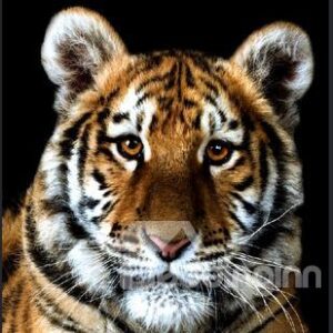 Wonderful Mighty Tiger 1-Piece DIY Diamond Sticker