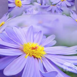 Cozy Big Purple Flower Print 4-Piece Cotton Duvet Cover Sets