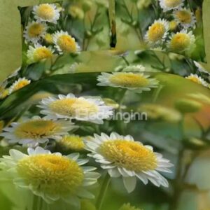 Tender Daisy Print 4-Piece Cotton Duvet Cover Sets