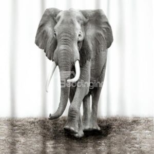 VIvid 3D Elephant Image Waterproof Shower Curtain