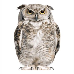 VIvid 3D Owl Image Waterproof Shower Curtain