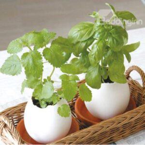 Novelty Fresh Air Egg Design Pot Plant