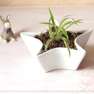Creative Star Design Ceramic Table Desk Flower Pot