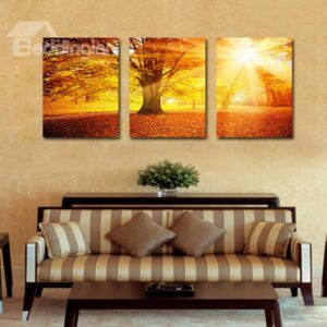 Amazing Sunlight Shining Through Thick Trees 3-Panel Canvas Wall Art Prints